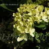 Thumbnail #5 of Hydrangea paniculata by DaylilySLP