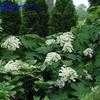 Thumbnail #3 of Hydrangea quercifolia by wihead