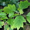 Thumbnail #3 of Hydrangea quercifolia by Calif_Sue