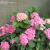 Thumbnail #2 of Hydrangea macrophylla by ericmg01