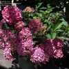 Thumbnail #4 of Hydrangea macrophylla by DaylilySLP