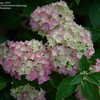 Thumbnail #3 of Hydrangea macrophylla by jbgregg