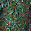 Thumbnail #2 of Hydrangea integrifolia by growin