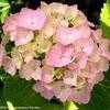 Thumbnail #1 of Hydrangea macrophylla by Happenstance