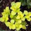 Thumbnail #2 of Hydrangea macrophylla by Happenstance
