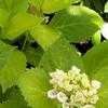 Thumbnail #3 of Hydrangea macrophylla by Happenstance