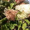 Thumbnail #3 of Hydrangea paniculata by chicagojjeff