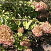 Thumbnail #4 of Hydrangea paniculata by chicagojjeff