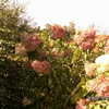 Thumbnail #2 of Hydrangea paniculata by chicagojjeff