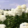 Thumbnail #5 of Hydrangea paniculata by chicagojjeff