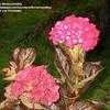 Thumbnail #3 of Hydrangea macrophylla by Monocromatico