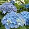 Thumbnail #4 of Hydrangea macrophylla by bootandall