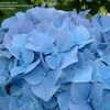 Thumbnail #5 of Hydrangea macrophylla by bootandall