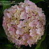 Thumbnail #3 of Hydrangea macrophylla by bookreader451