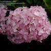 Thumbnail #2 of Hydrangea macrophylla by bookreader451