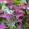 Thumbnail #2 of Hydrangea macrophylla by bootandall