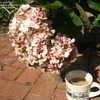 Thumbnail #4 of Hydrangea macrophylla by pirl