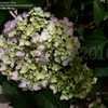 Thumbnail #5 of Hydrangea macrophylla by DaylilySLP