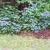 Thumbnail #3 of Hydrangea serrata by shimer