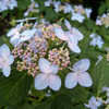 Thumbnail #5 of Hydrangea serrata by wooffi