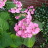 Thumbnail #3 of Hydrangea macrophylla by stormyla