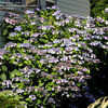 Thumbnail #5 of Hydrangea macrophylla by GardenGuyKin