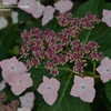 Thumbnail #2 of Hydrangea macrophylla by jbgregg