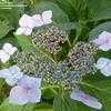 Thumbnail #4 of Hydrangea macrophylla by bootandall