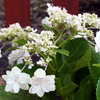 Thumbnail #4 of Hydrangea serrata by Terry