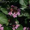 Thumbnail #4 of Hydrangea macrophylla by DaylilySLP