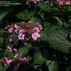 Thumbnail #2 of Hydrangea macrophylla by DaylilySLP