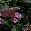 Thumbnail #5 of Hydrangea macrophylla by DaylilySLP