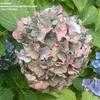 Thumbnail #1 of Hydrangea macrophylla by bootandall