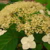 Thumbnail #3 of Hydrangea arborescens by victorgardener