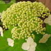 Thumbnail #2 of Hydrangea arborescens by victorgardener