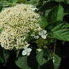 Thumbnail #4 of Hydrangea arborescens by mgarr