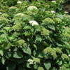Thumbnail #5 of Hydrangea arborescens by mgarr