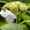 Thumbnail #2 of Hydrangea serrata by wooffi