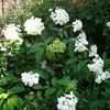 Thumbnail #2 of Hydrangea paniculata by kniphofia