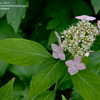 Thumbnail #3 of Hydrangea serrata by jbgregg