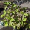 Thumbnail #2 of Hydrangea macrophylla by HydroPinke