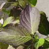 Thumbnail #3 of Hydrangea macrophylla by HydroPinke