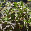 Thumbnail #4 of Hydrangea macrophylla by HydroPinke