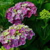 Thumbnail #3 of Hydrangea macrophylla by wind