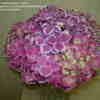 Thumbnail #2 of Hydrangea macrophylla by PinkProfusion
