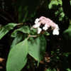 Thumbnail #5 of Hydrangea aspera by growin