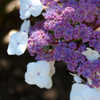Thumbnail #2 of Hydrangea aspera by growin