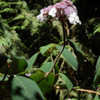 Thumbnail #4 of Hydrangea aspera by growin