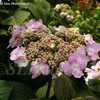 Thumbnail #4 of Hydrangea macrophylla by DaylilySLP