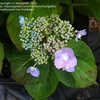 Thumbnail #1 of Hydrangea macrophylla by rkwright85